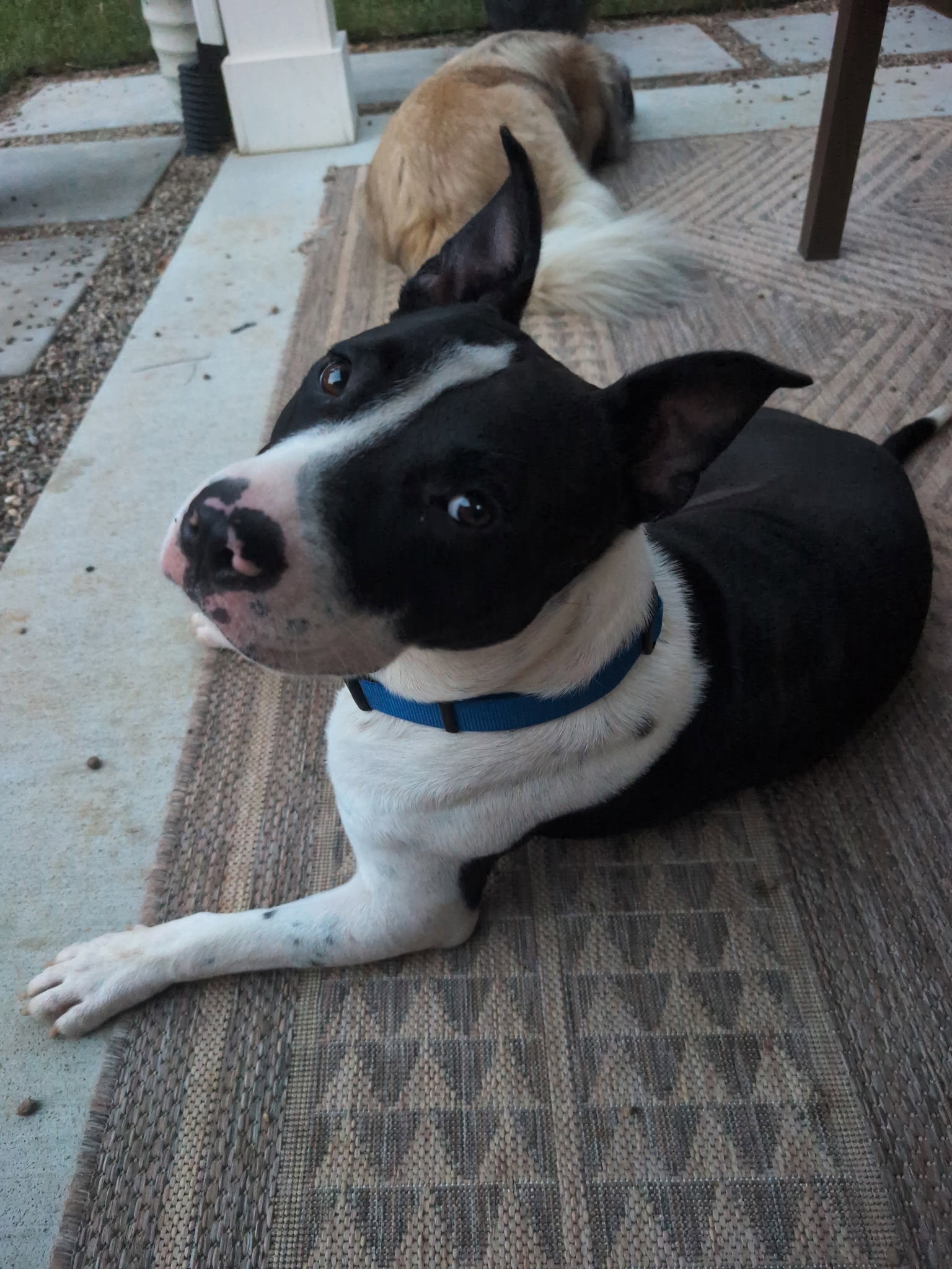 Hank, photo 2