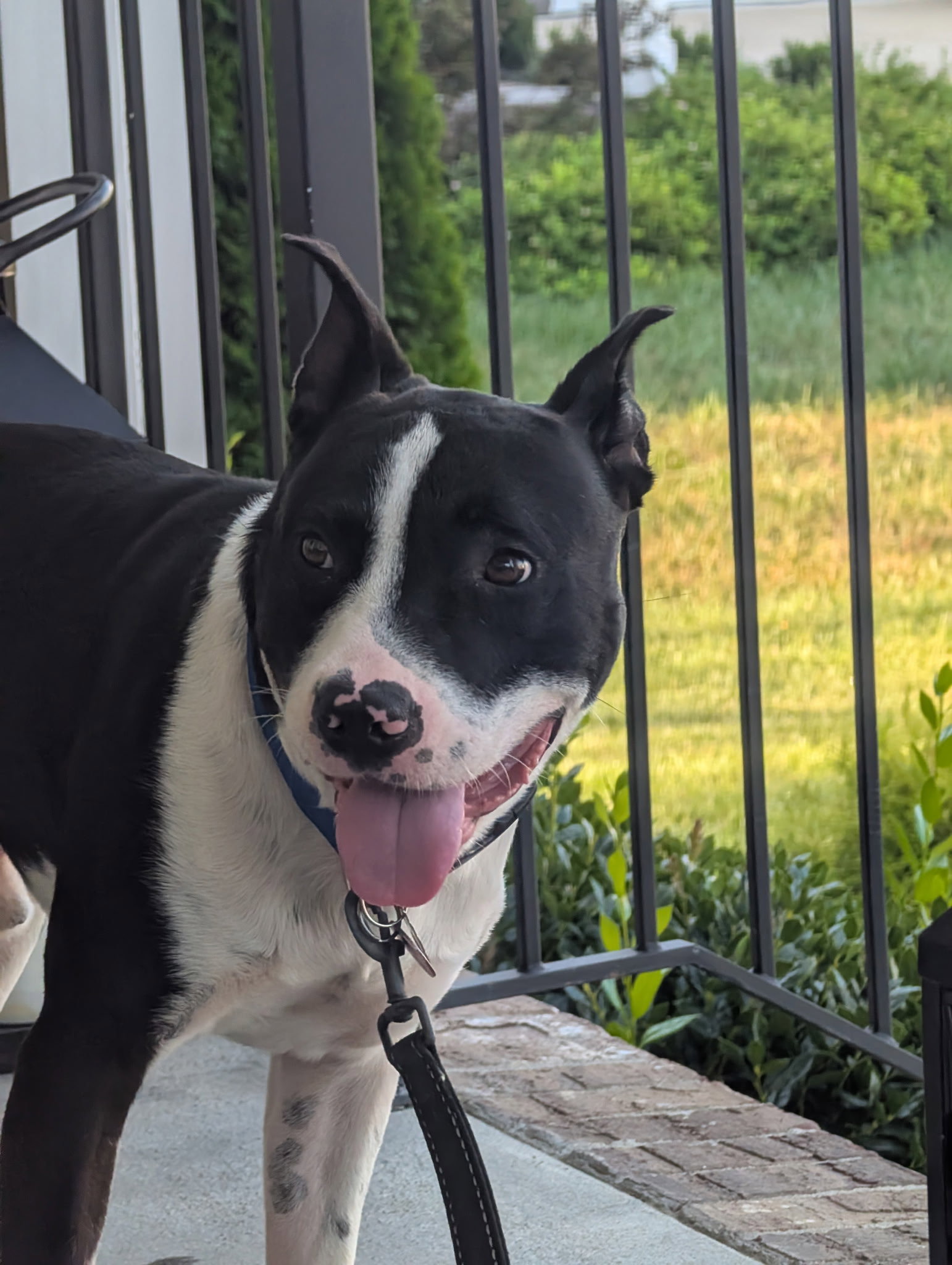 Hank, photo 4