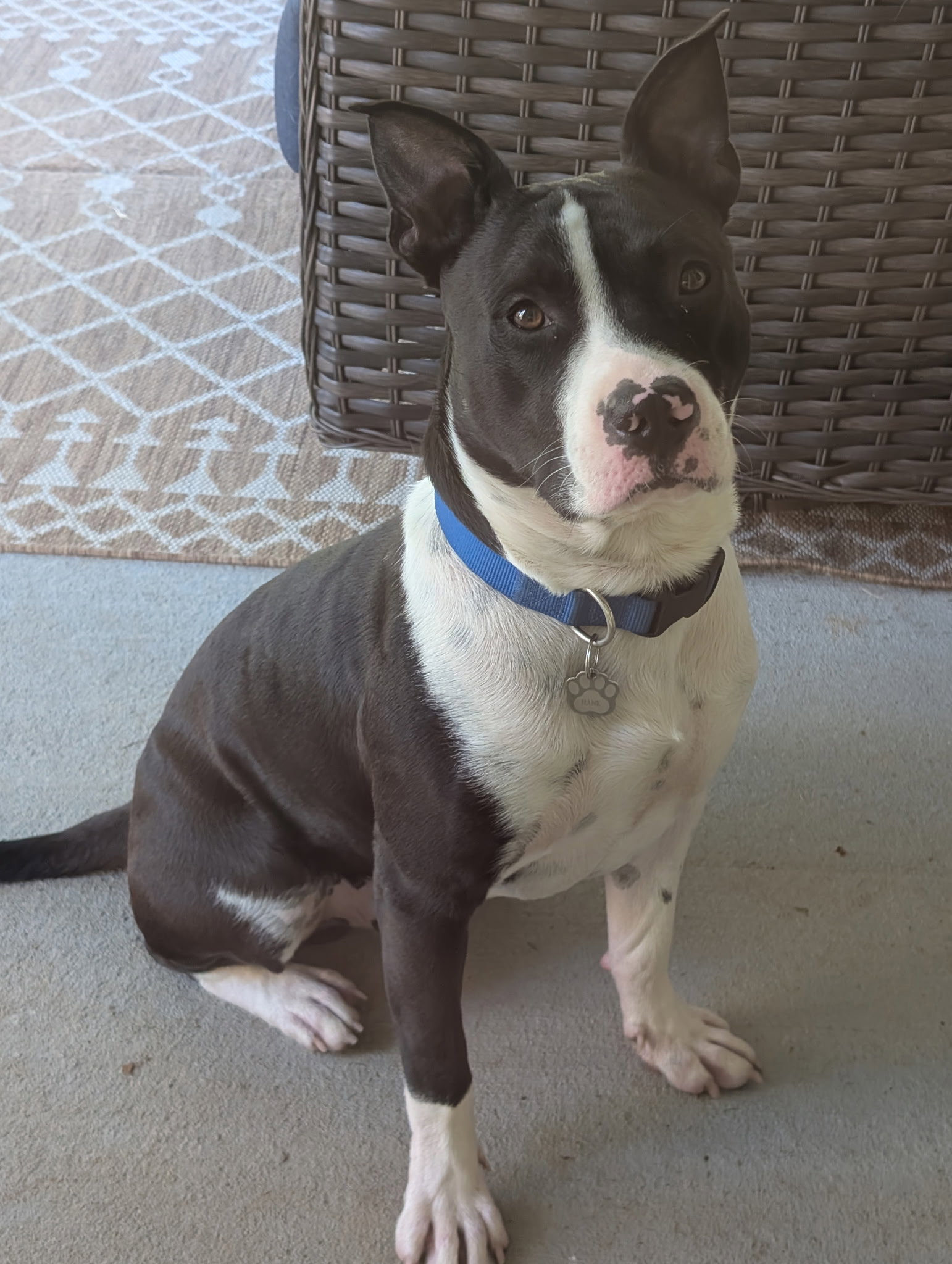 Hank, photo 3