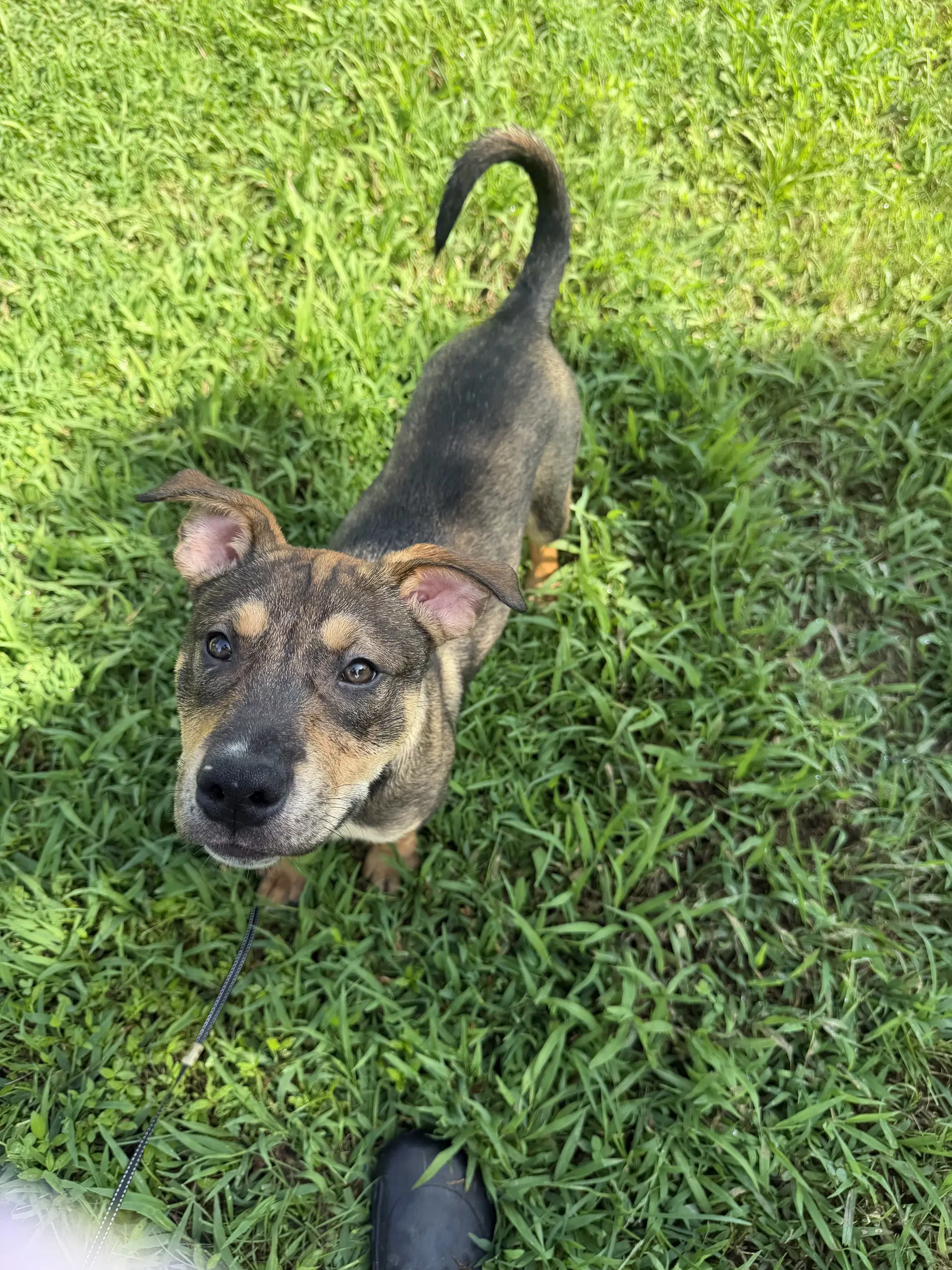 Haze M - Pit Bull Terrier