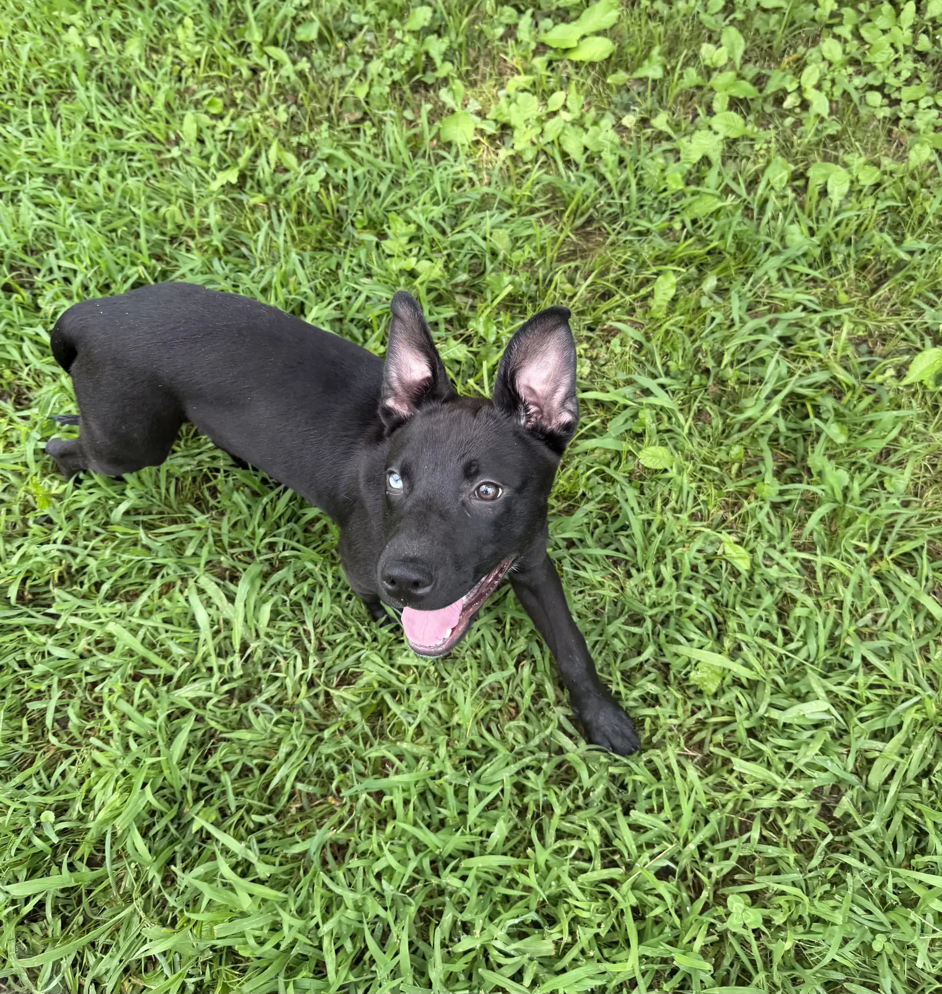 Hazel - Pit Bull Terrier
