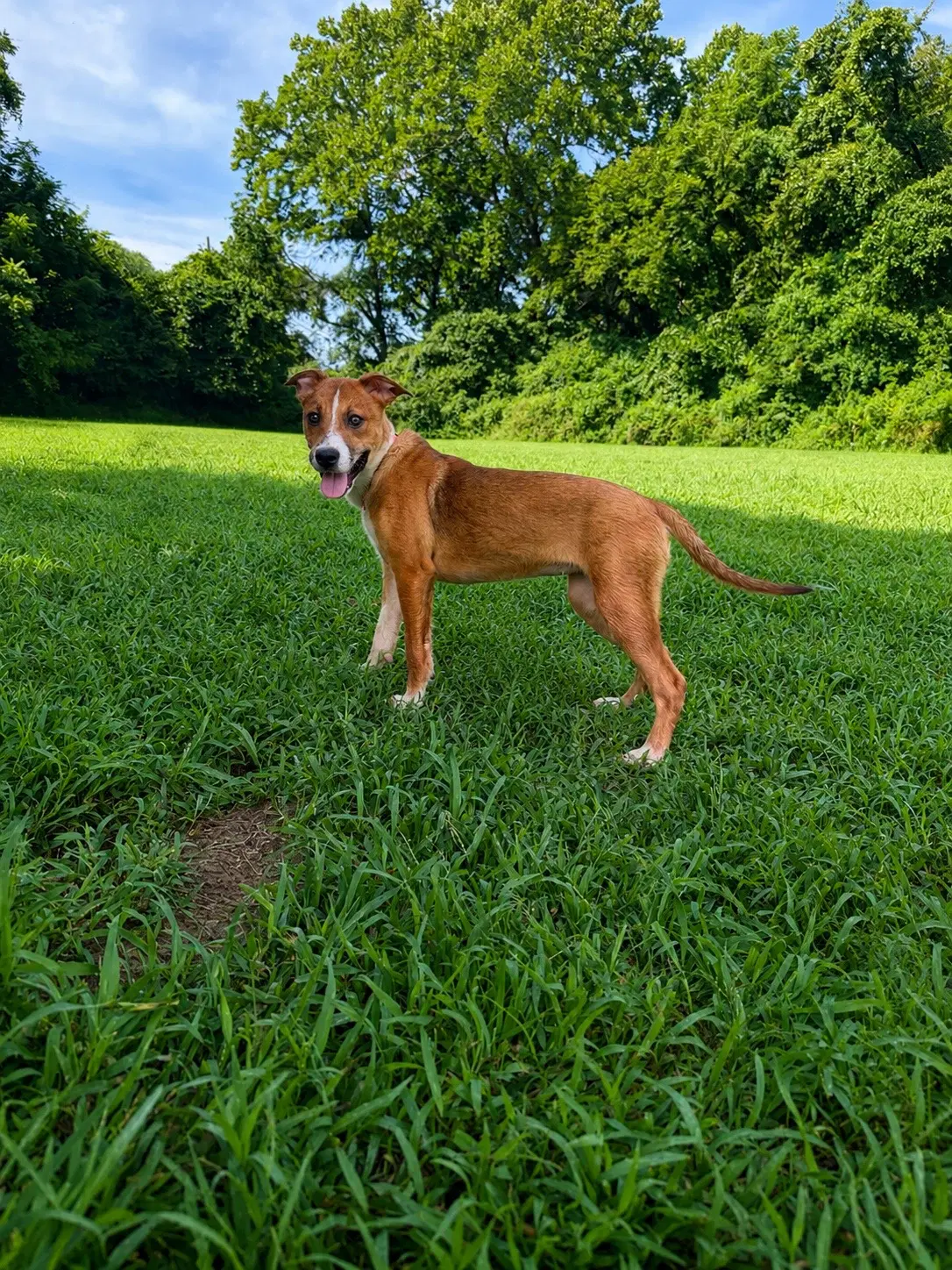 Haven - Pit Bull Terrier