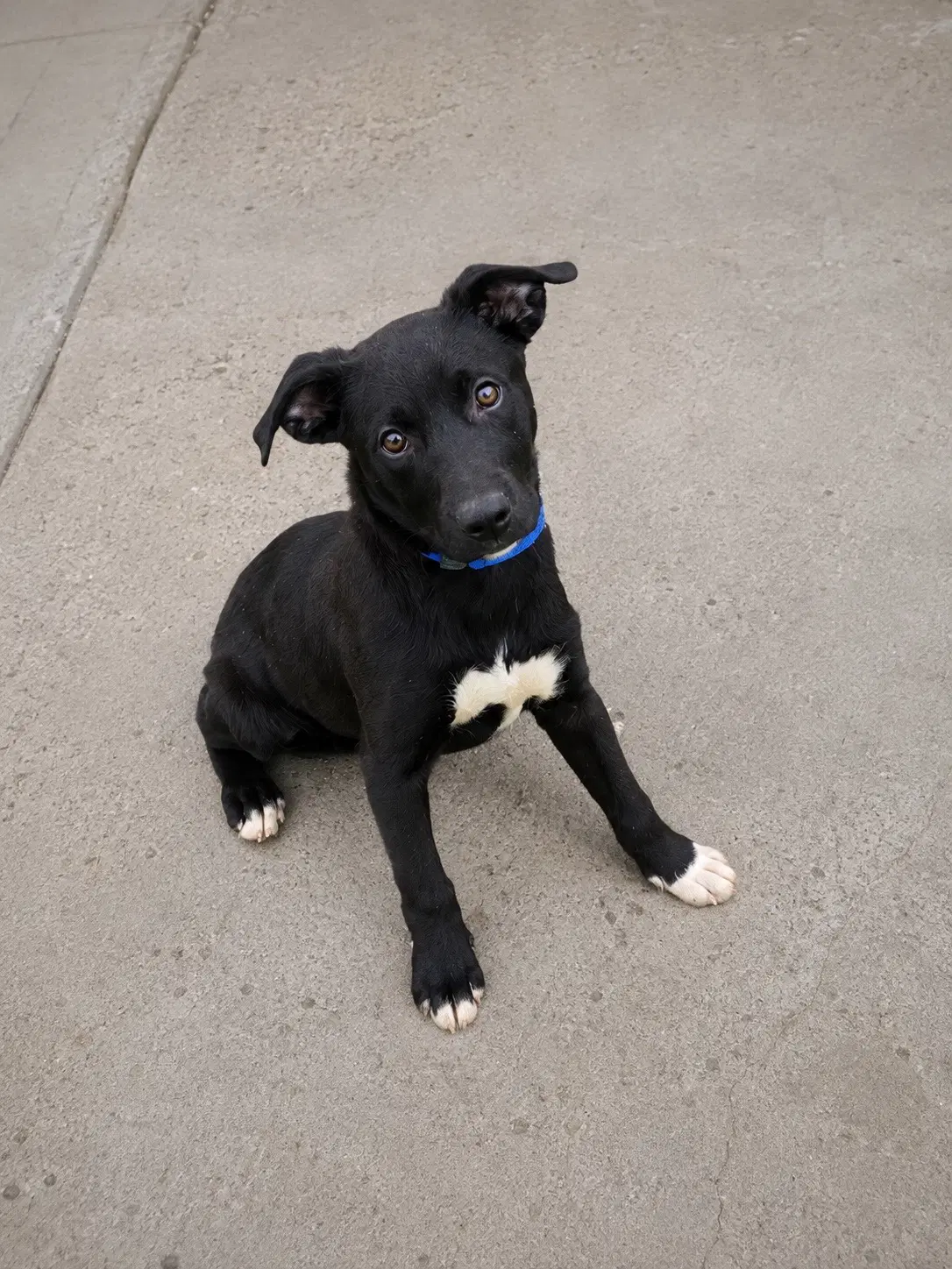 Hemi - Pit Bull Terrier