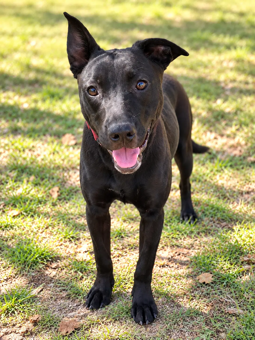 Heather - Labrador Retriever