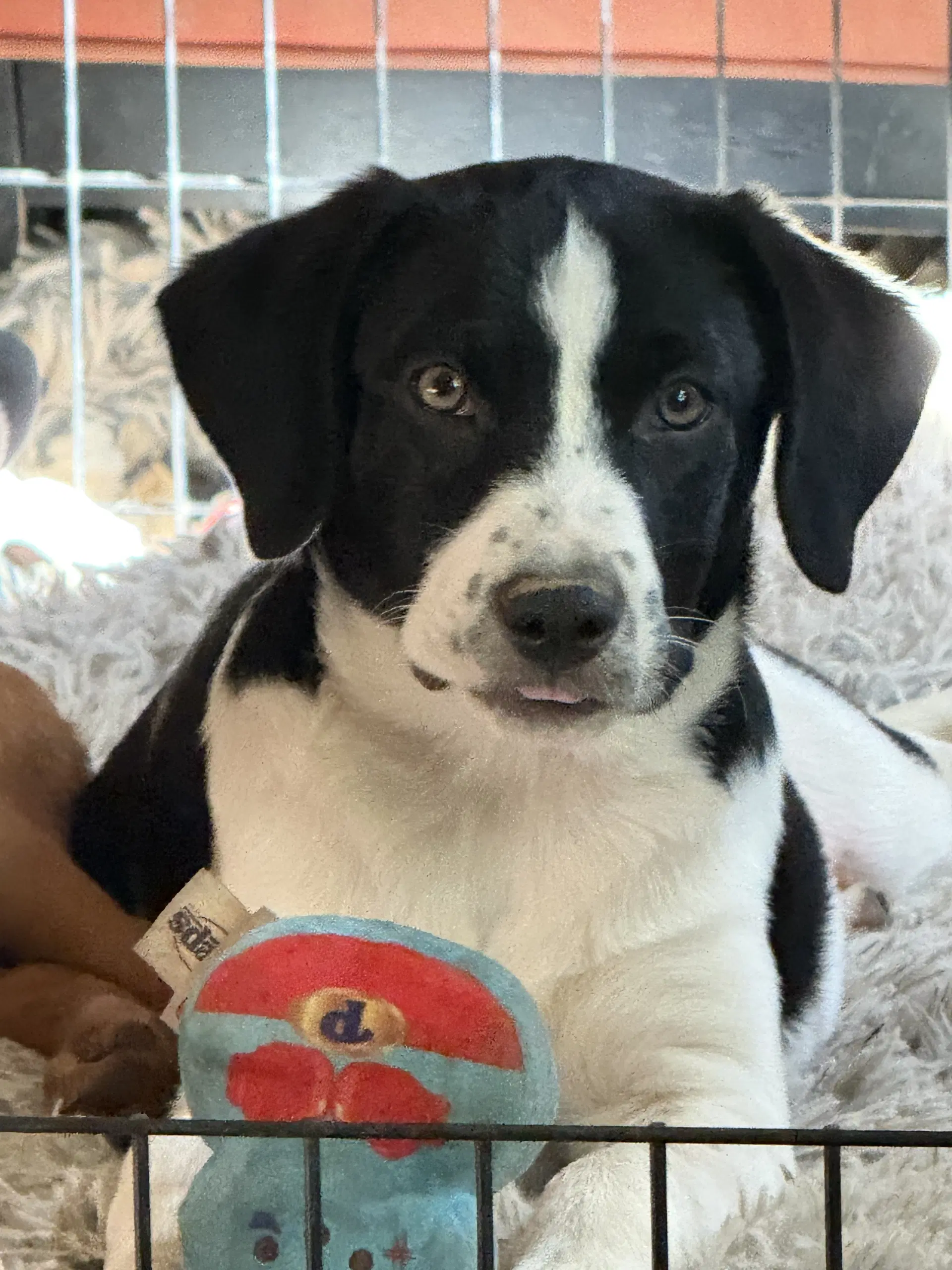 Fraizer Fir M - Labrador Retriever
