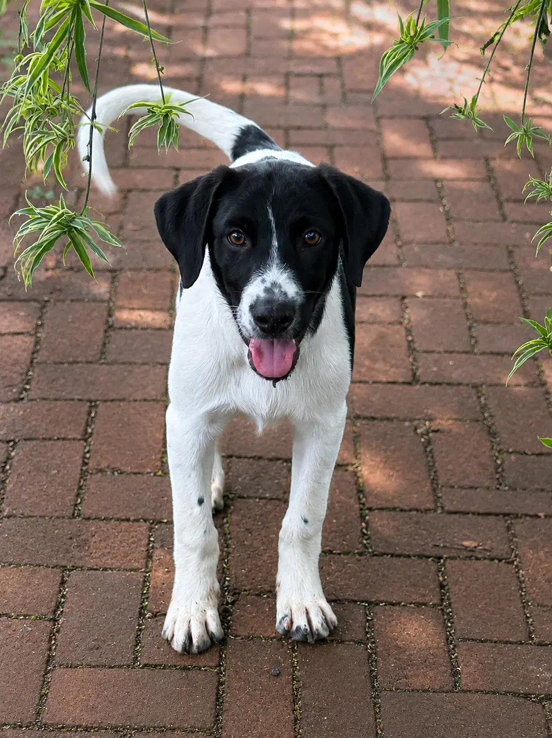 Balsam Fir M - Labrador Retriever