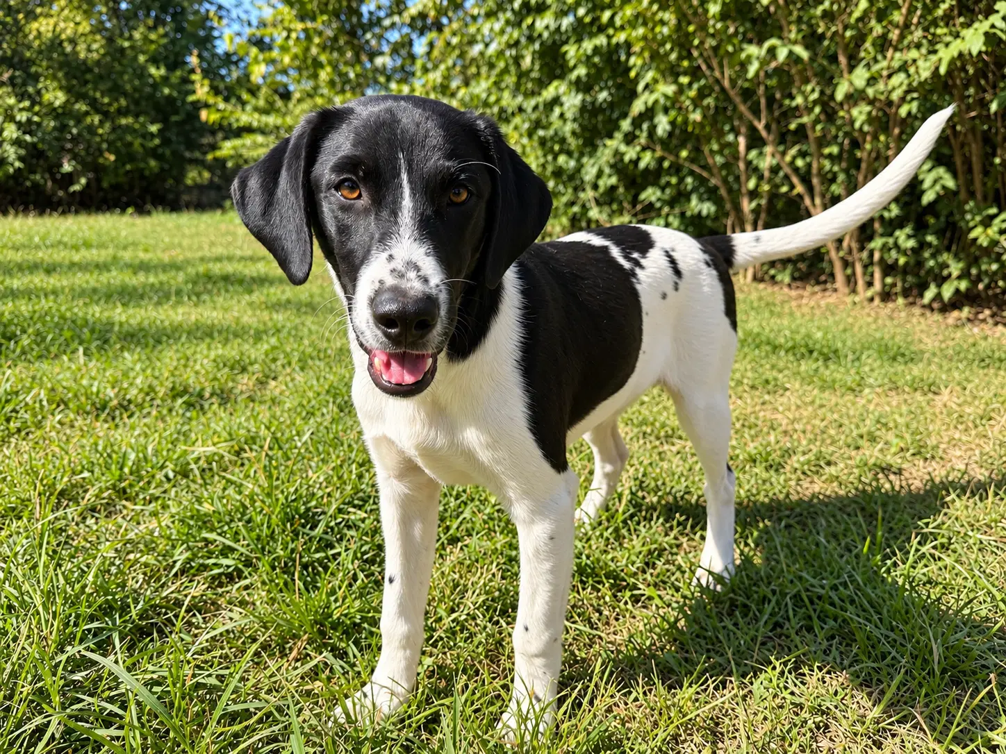 Balsam Fir M - Labrador Retriever