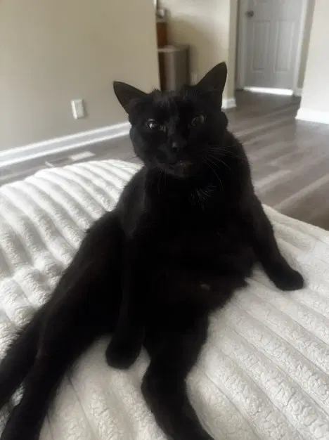 Wyn - Domestic Short Hair