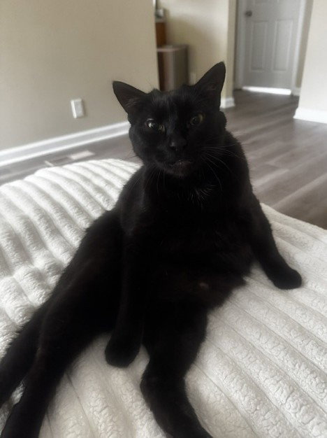 Wyn, a cat for adoption from Proverbs 12:10 Animal Rescue