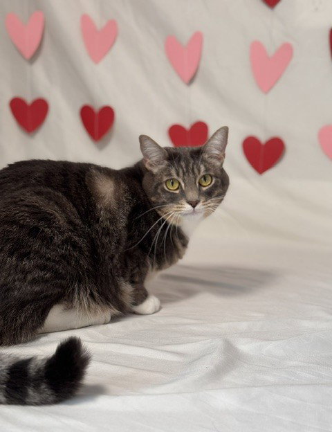 Lucky, an adoptable Domestic Short Hair in Nashville, TN