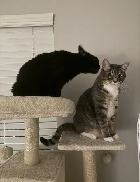 Lucky - Domestic Short Hair