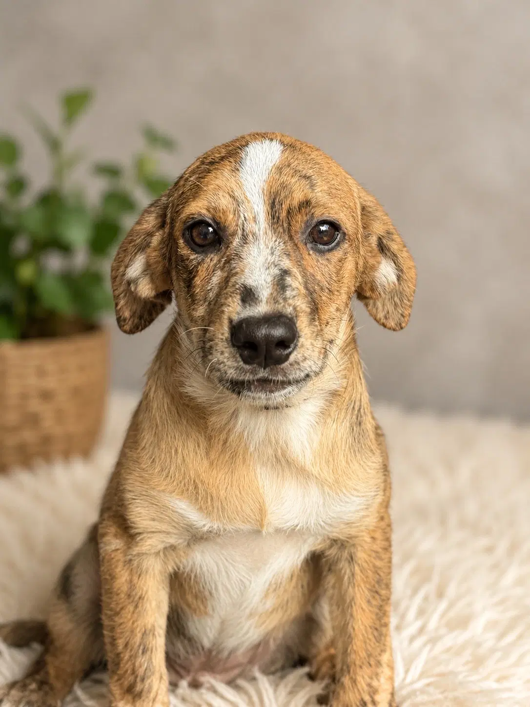 Twister M - Australian Shepherd