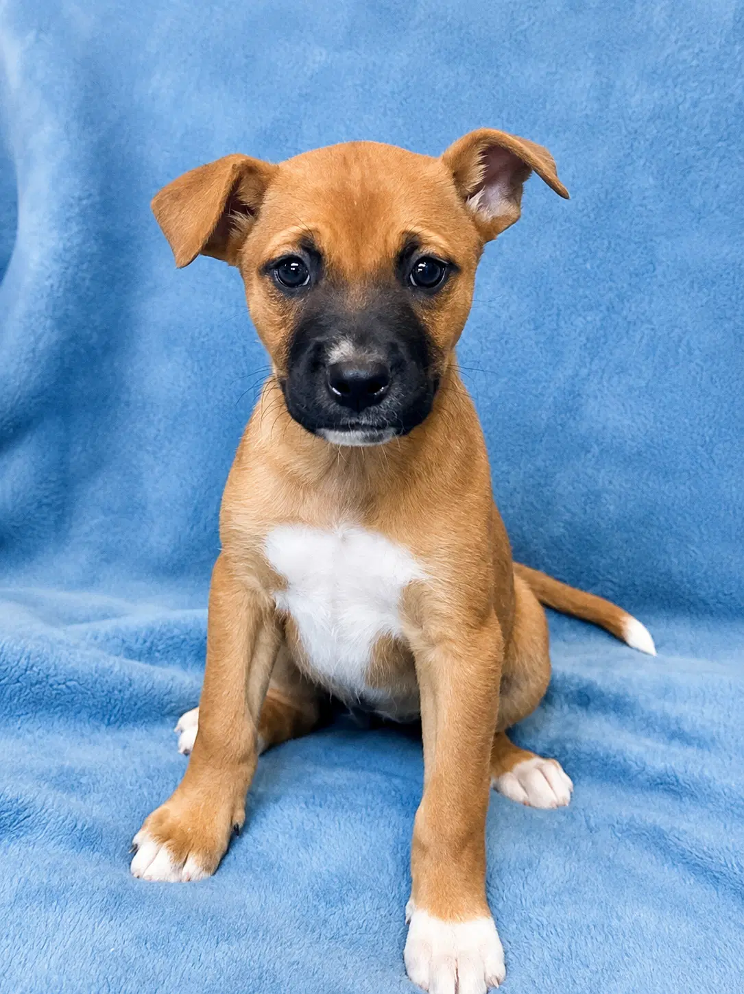 Bell F - Pit Bull Terrier