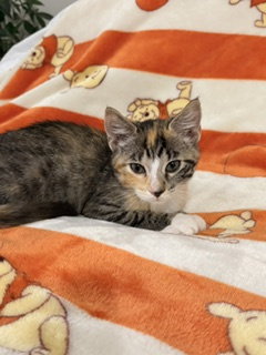 Photo 5 of Sundae