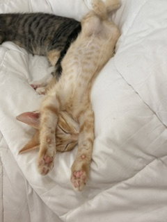 Photo 3 of Sorbet
