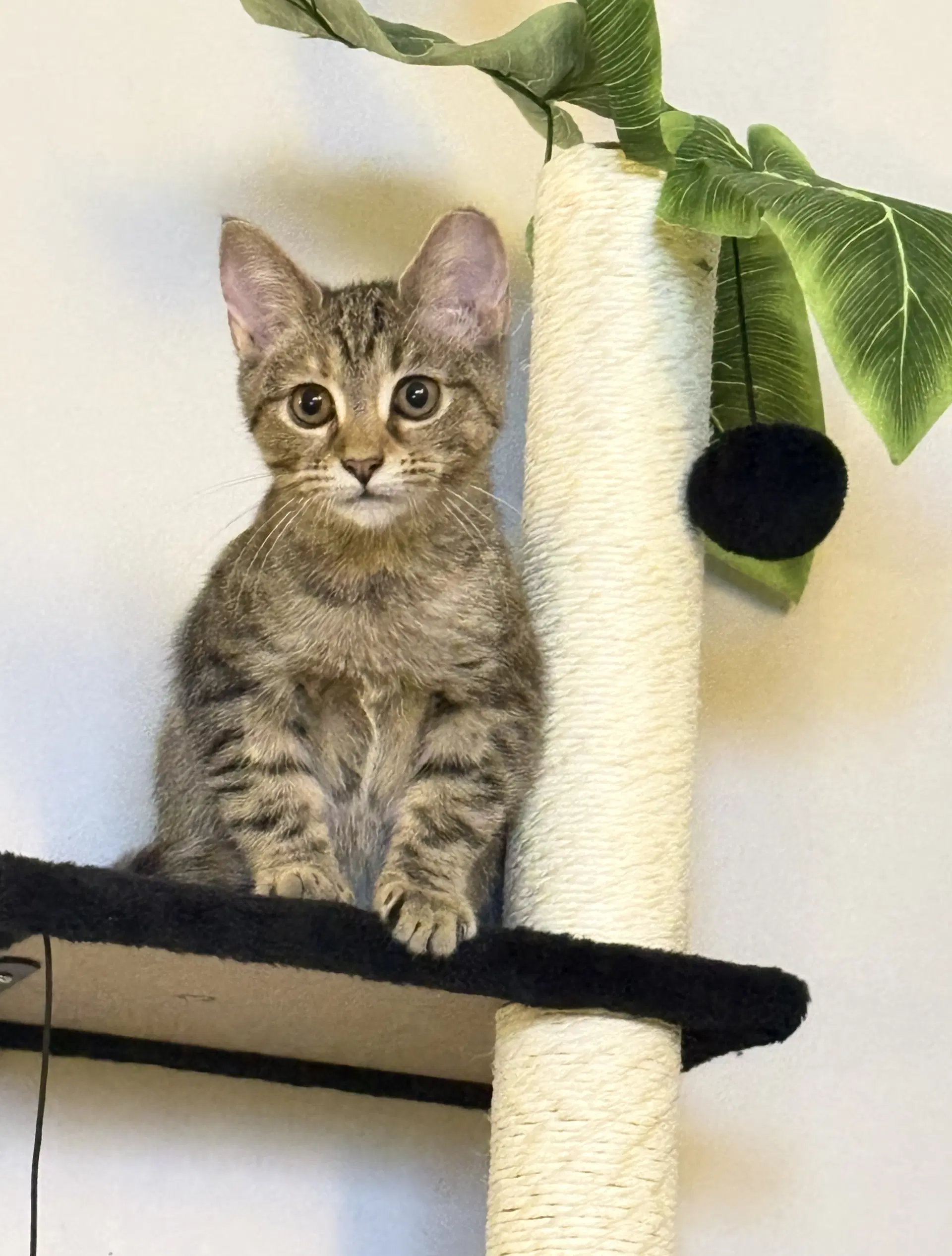 Arby - Domestic Short Hair