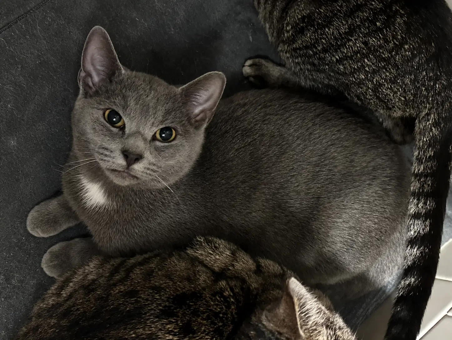 Taco Bell - Domestic Short Hair
