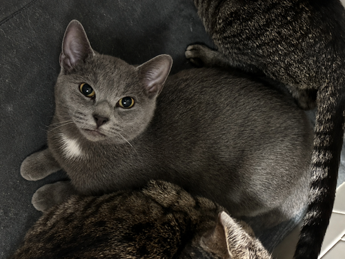 Taco Bell, a cat for adoption from Proverbs 12:10 Animal Rescue