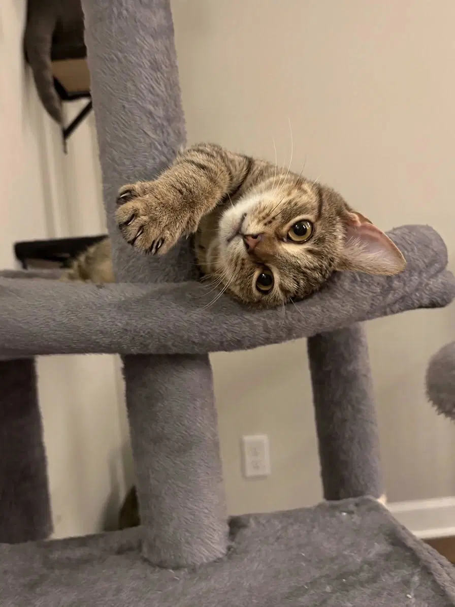 Wendy - Domestic Short Hair