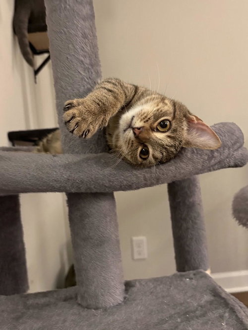 Wendy, a cat for adoption from Proverbs 12:10 Animal Rescue