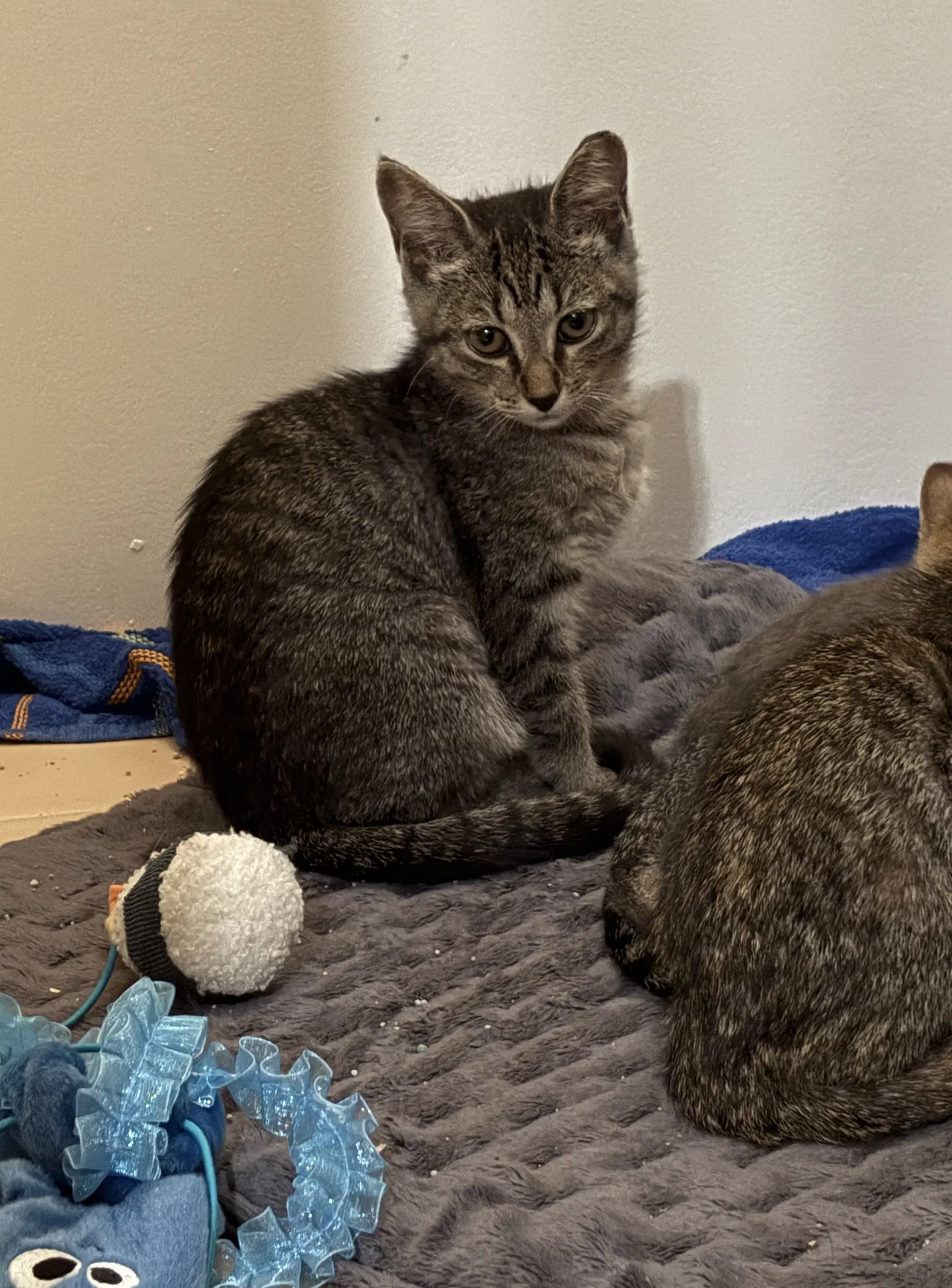 Dairy Queen - Domestic Short Hair