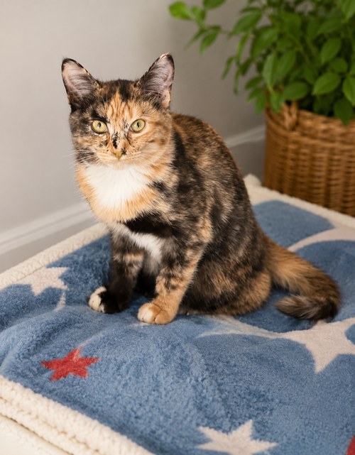 picture of the cat needing adoption