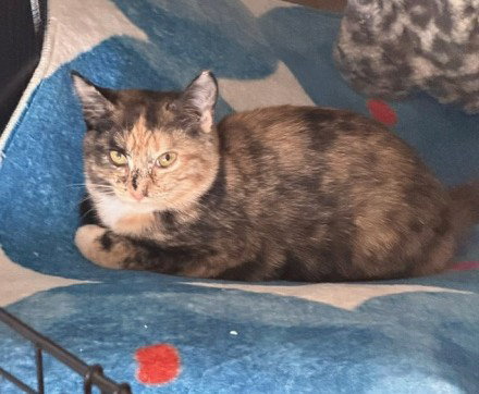 Photo 2 of Cinnamon