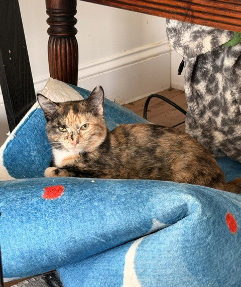 Photo 4 of Cinnamon