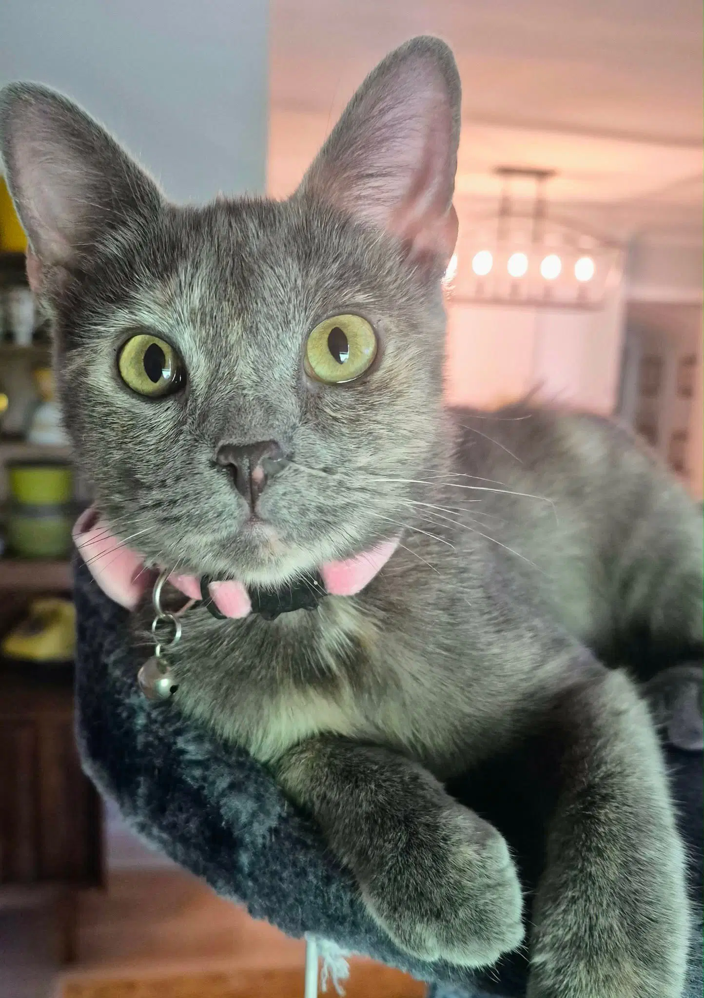 Piper - Domestic Short Hair