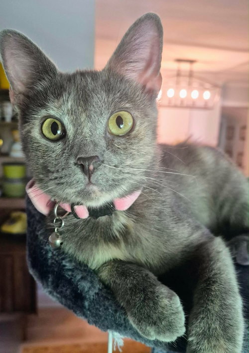 picture of the cat needing adoption