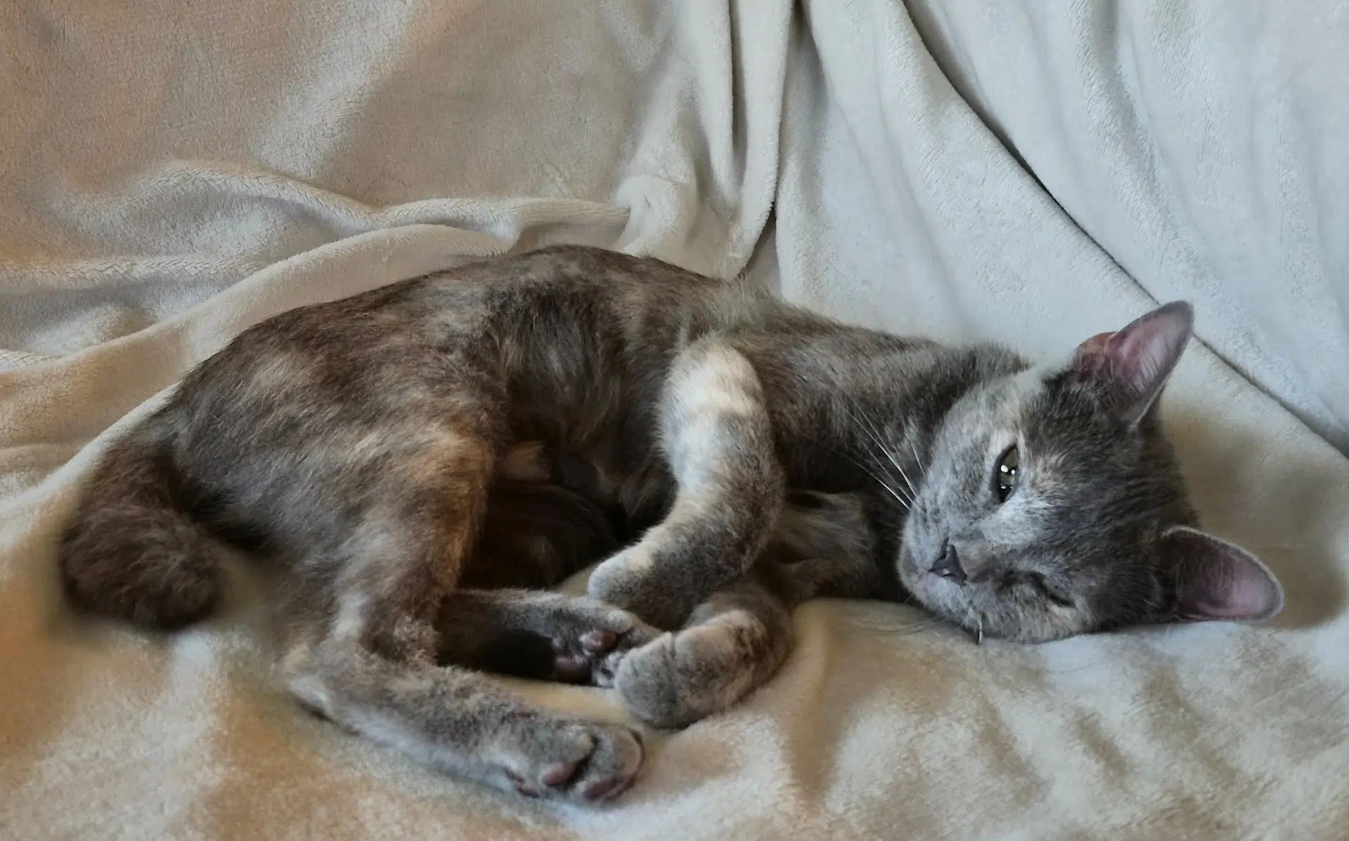 Piper image 3