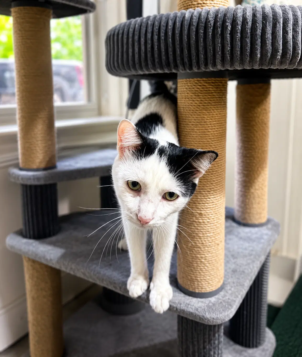 Artemis - Domestic Short Hair