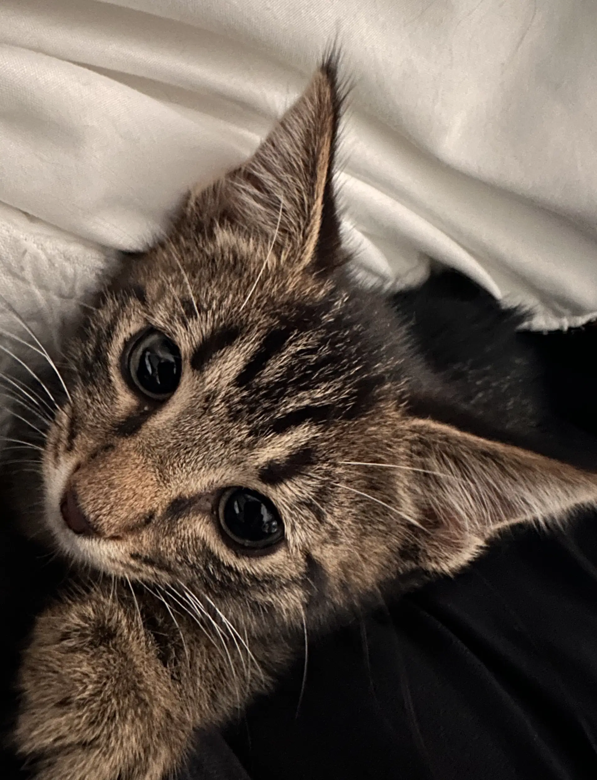 Toby image 2