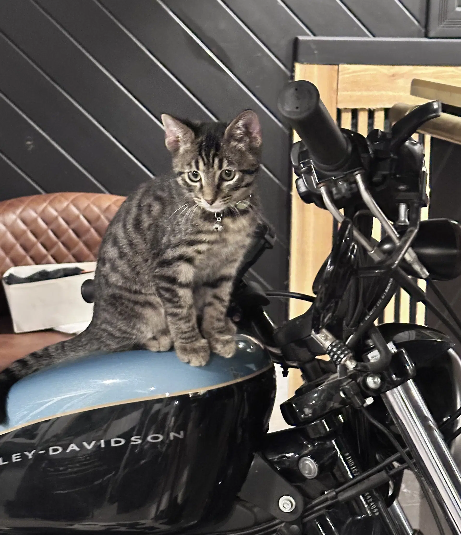 Toby - Domestic Short Hair