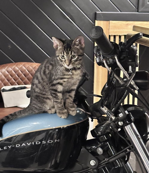 picture of the cat needing adoption