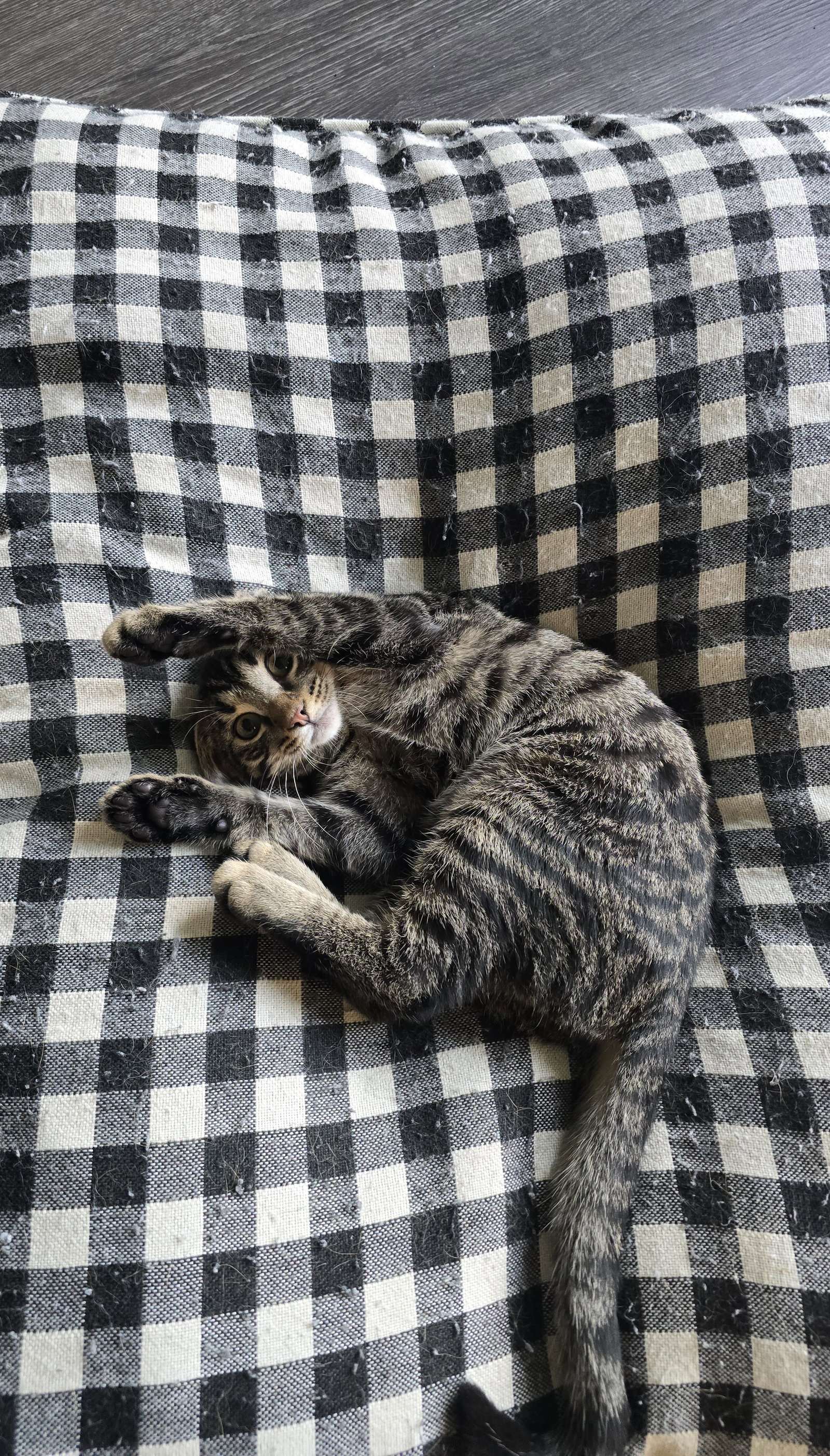 Toby, photo 6