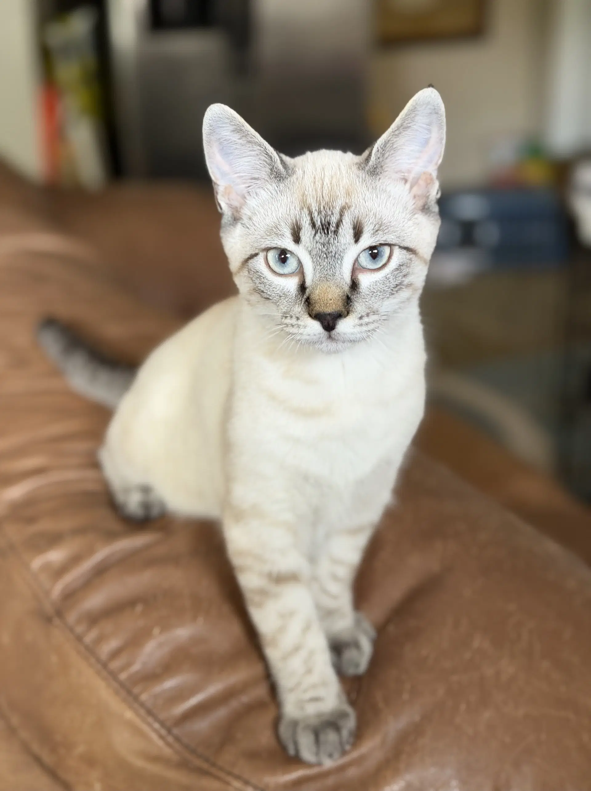 Mio - Domestic Short Hair