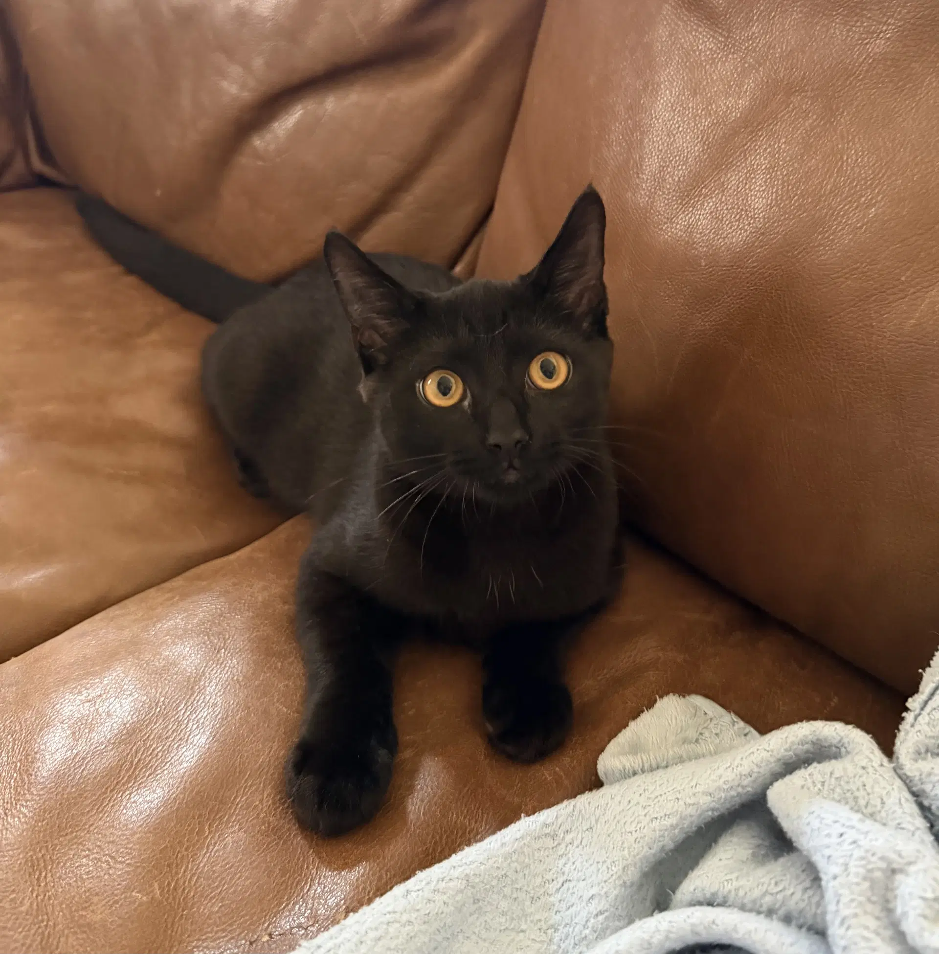 Jiji - Domestic Short Hair