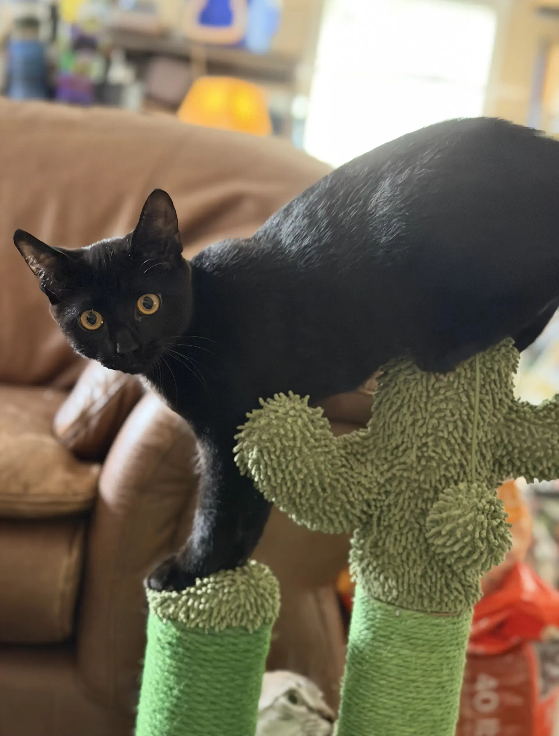 Jiji image 2