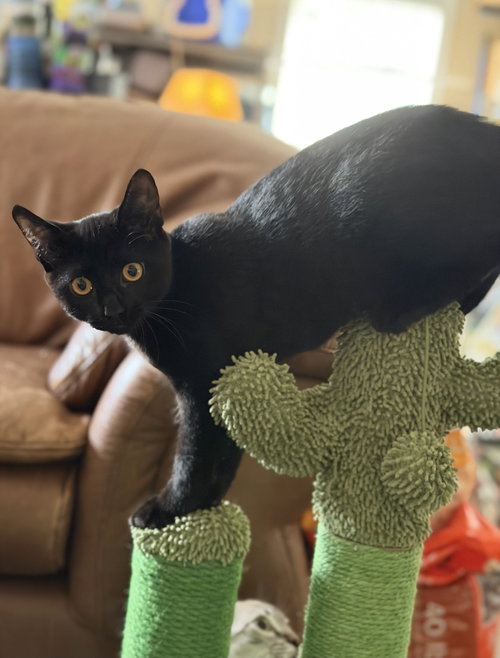 Photo 2 of Jiji