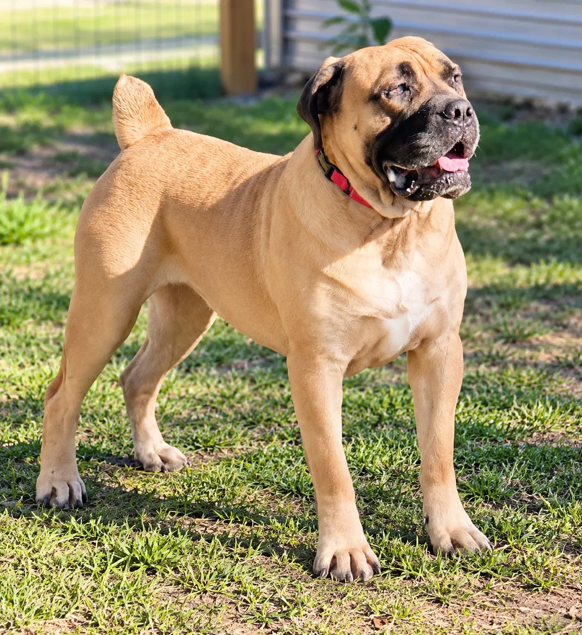 Amanda - Mastiff