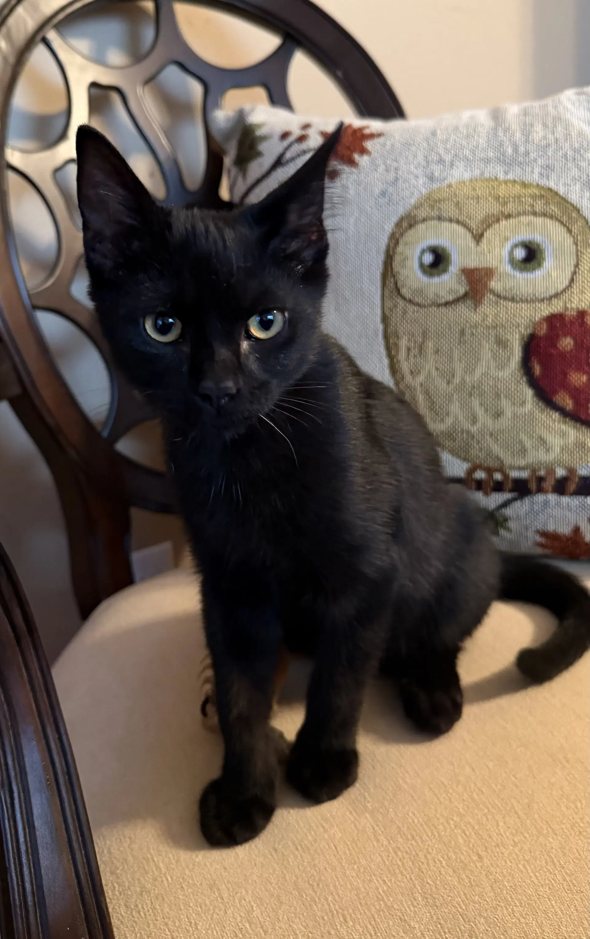 Horizon - Domestic Short Hair