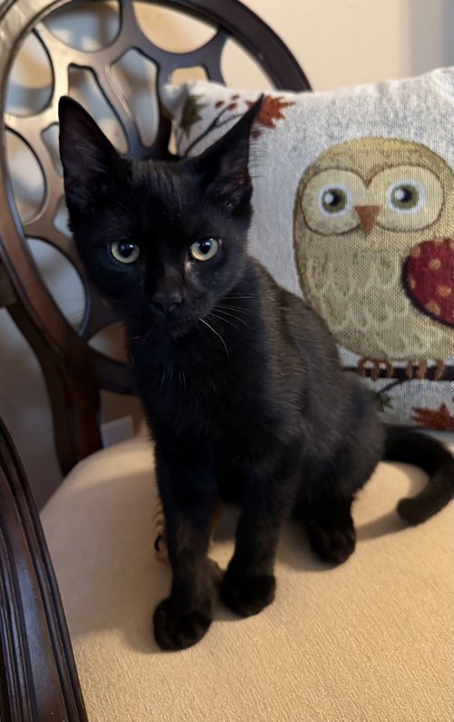 picture of the cat needing adoption
