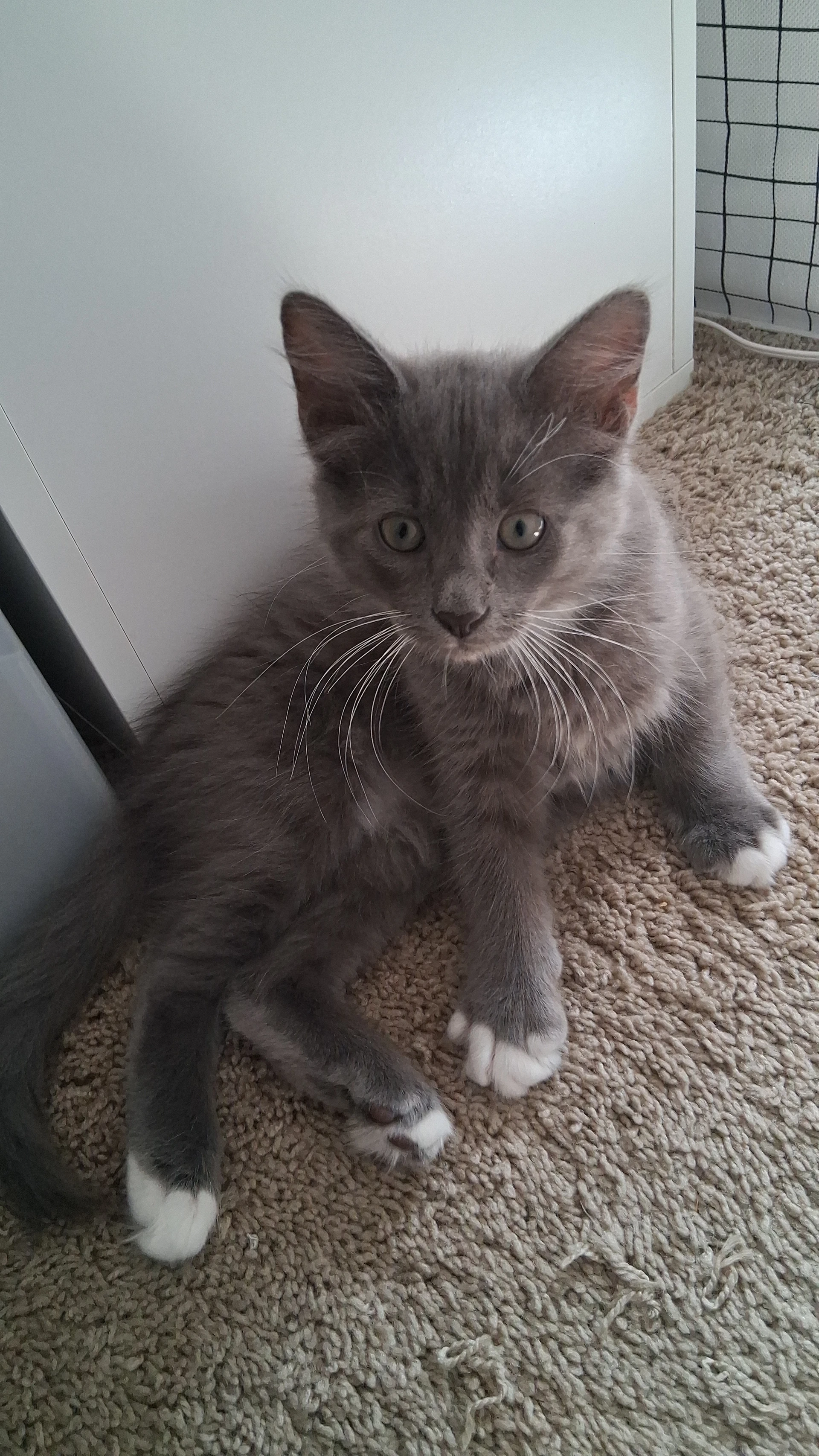 Teddy