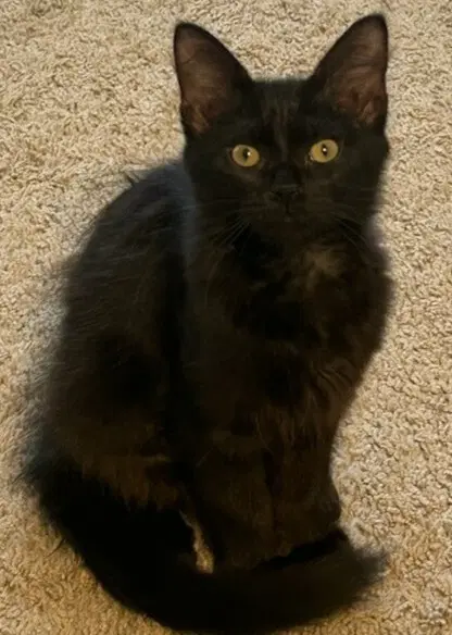 Inky - Domestic Long Hair
