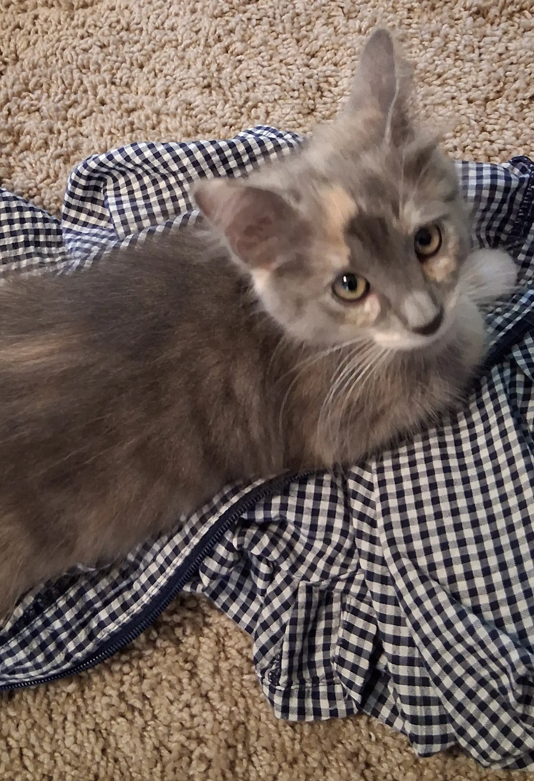 Pink - Domestic Medium Hair