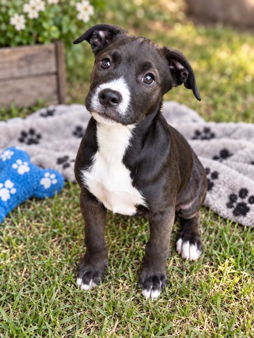 Gouda (m), a dog for adoption from Proverbs 12:10 Animal Rescue