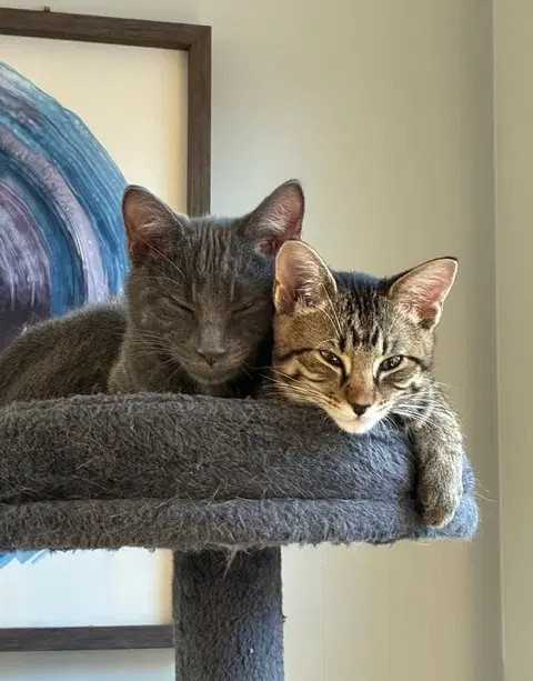 Doug - Domestic Short Hair