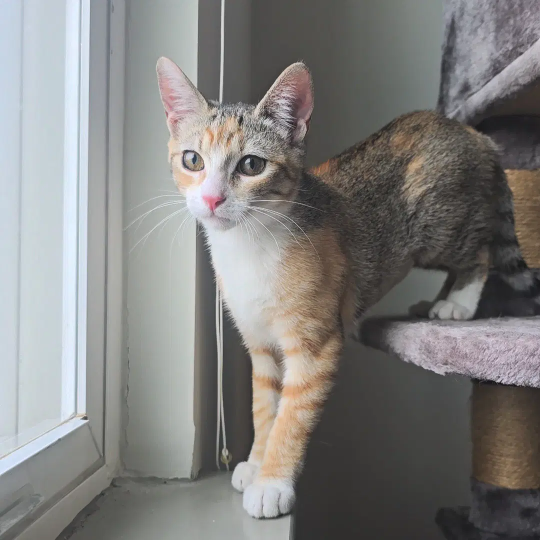 Aelin - Domestic Short Hair