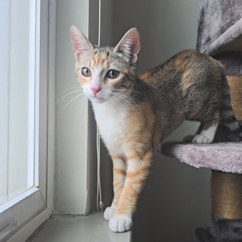 picture of the cat needing adoption